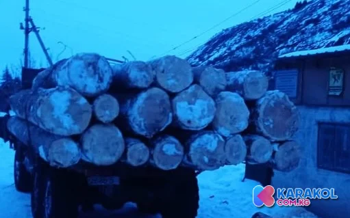 На Иссык-Куле выявлены факты незаконной вырубки деревьев